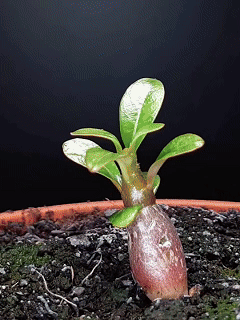 🔥Desert Rose Bulb Flower – “Just Water to Thrive for 100 Years”