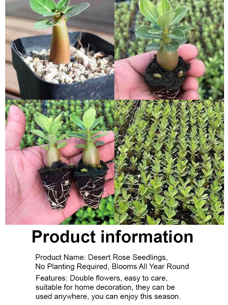 🔥Desert Rose Bulb Flower – “Just Water to Thrive for 100 Years”