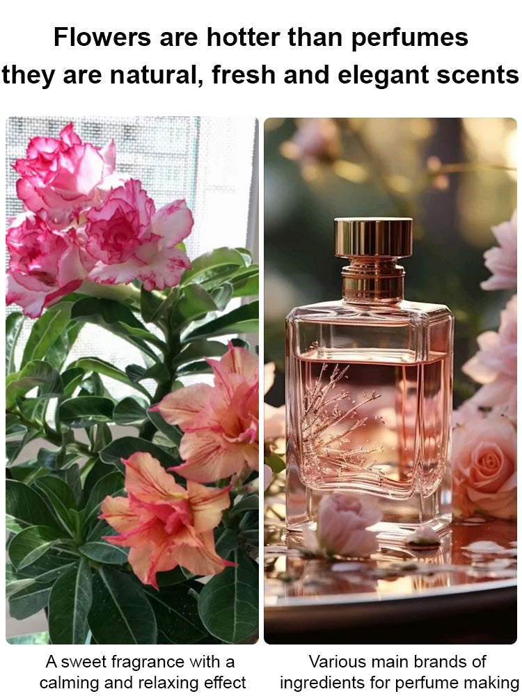 🔥Desert Rose Bulb Flower – “Just Water to Thrive for 100 Years”