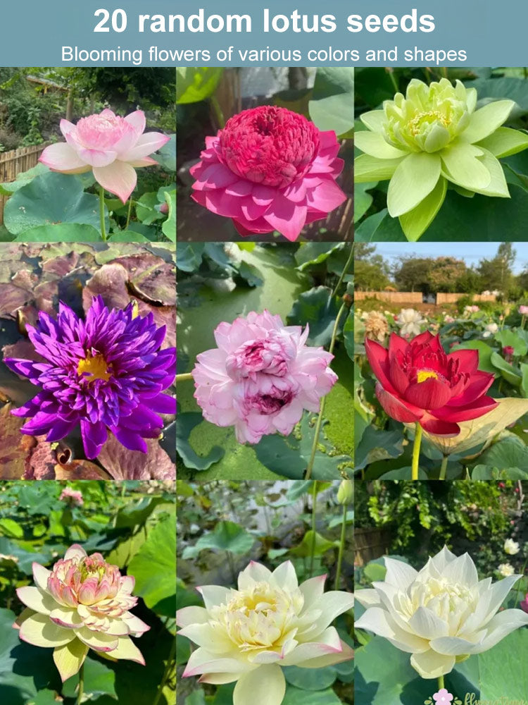 🔥【Fortune-bringing and fortune-bringing】Ornamental water-cultured lotus