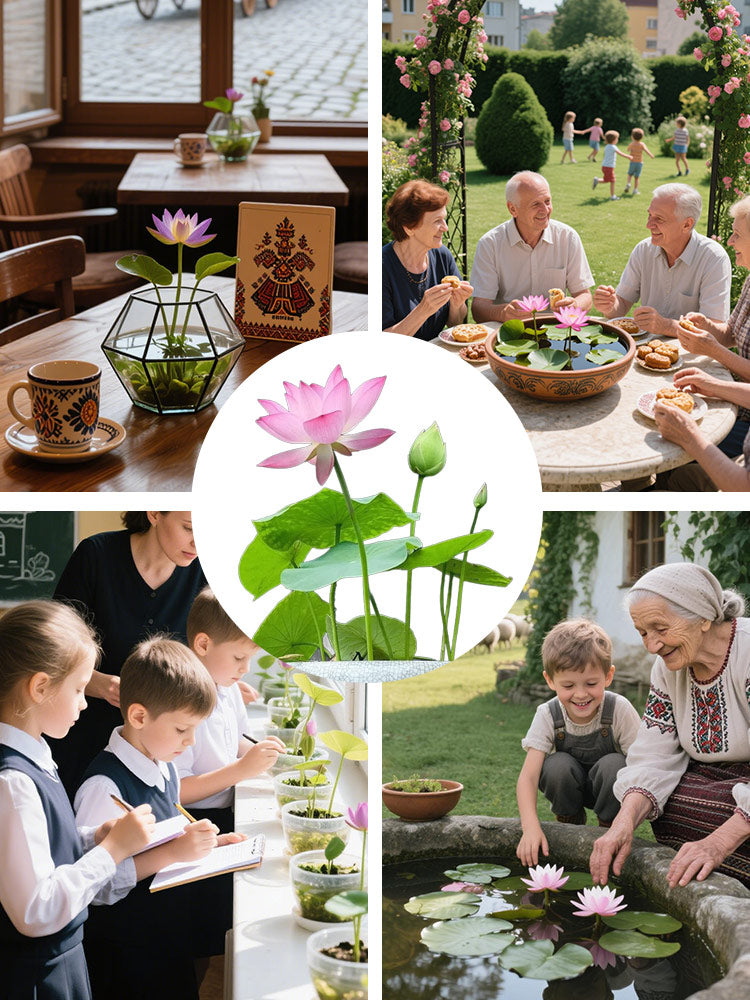 🔥【Fortune-bringing and fortune-bringing】Ornamental water-cultured lotus