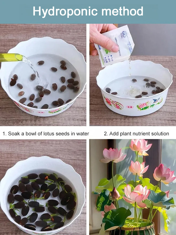 🔥【Beginner-friendly】 Hydroponic lotus seeds, Effortless Elegance: Water-Only Lotus Blooms!