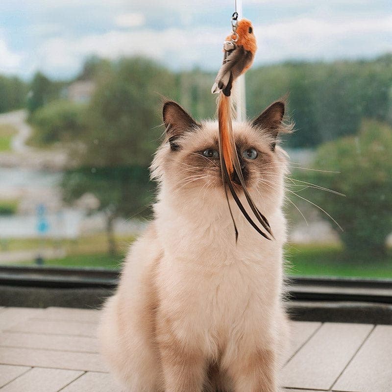 🐱The Hunting Bow - Activates your cat in no time