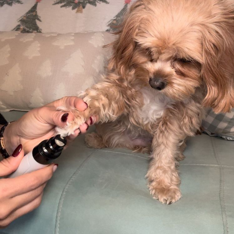 Low-Noise Pets Electric Rechargeable Nail Clippers