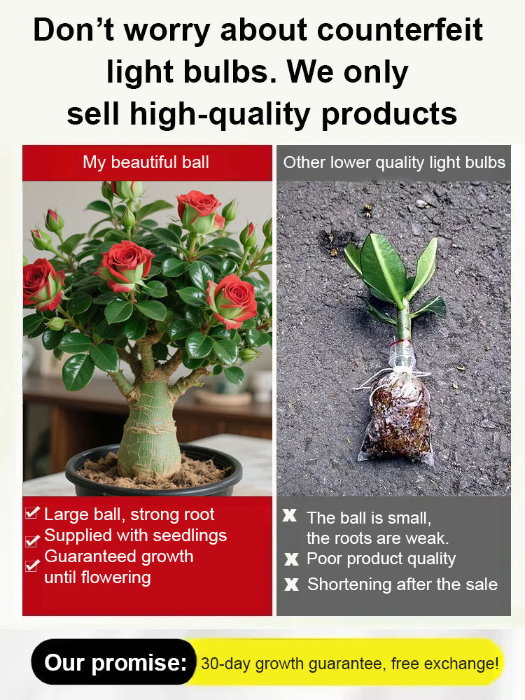 🔥Desert Rose Bulb Flower – “Just Water to Thrive for 100 Years”