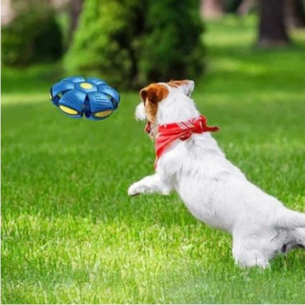 Dog Disc Ball Pet Toy