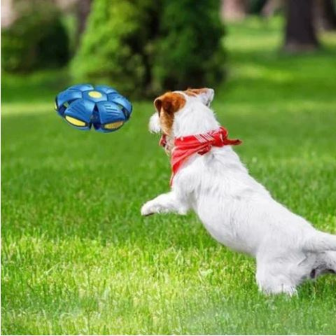 Dog Disc Ball Pet Toy
