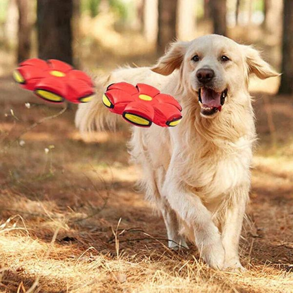 Dog Disc Ball Pet Toy