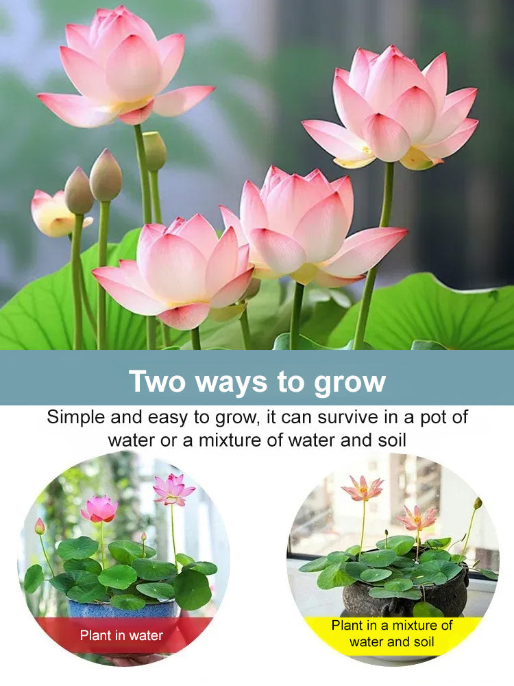 🔥【Fortune-bringing and fortune-bringing】Ornamental water-cultured lotus